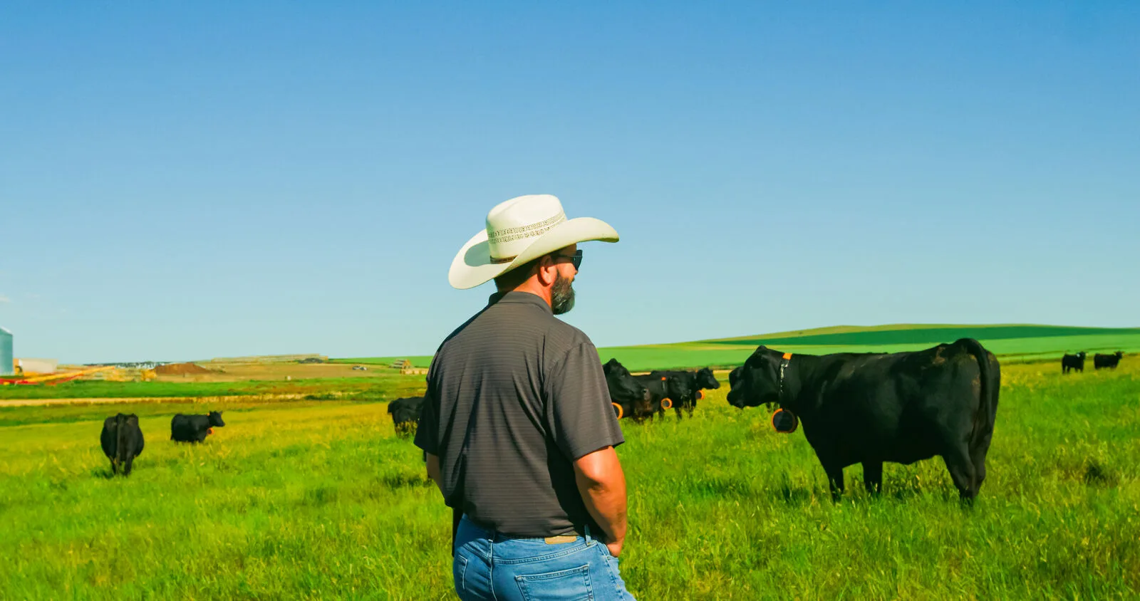 Rancher tending Angus cattle in the field