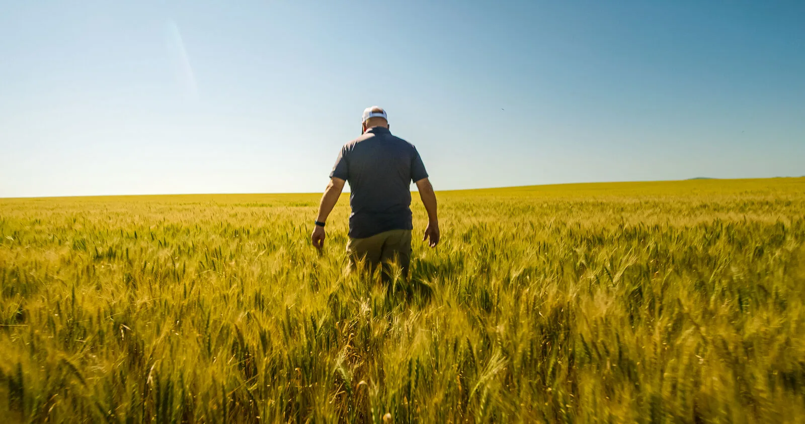 Walking through a ripening wheat field