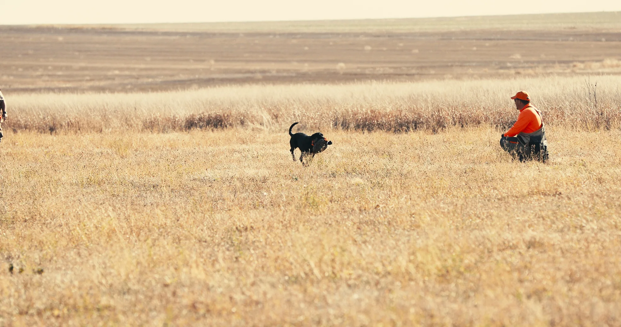 Black lab returning to the handler across the golden prairie