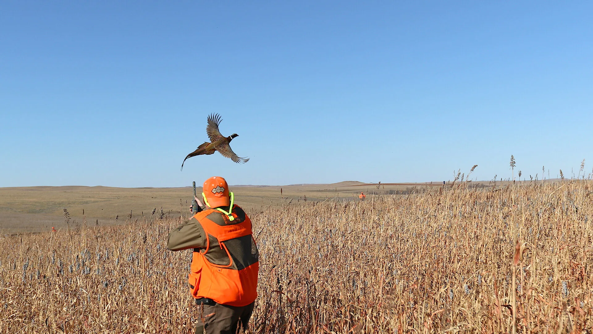Pheasant flushing in front of a hunter on the open prairie