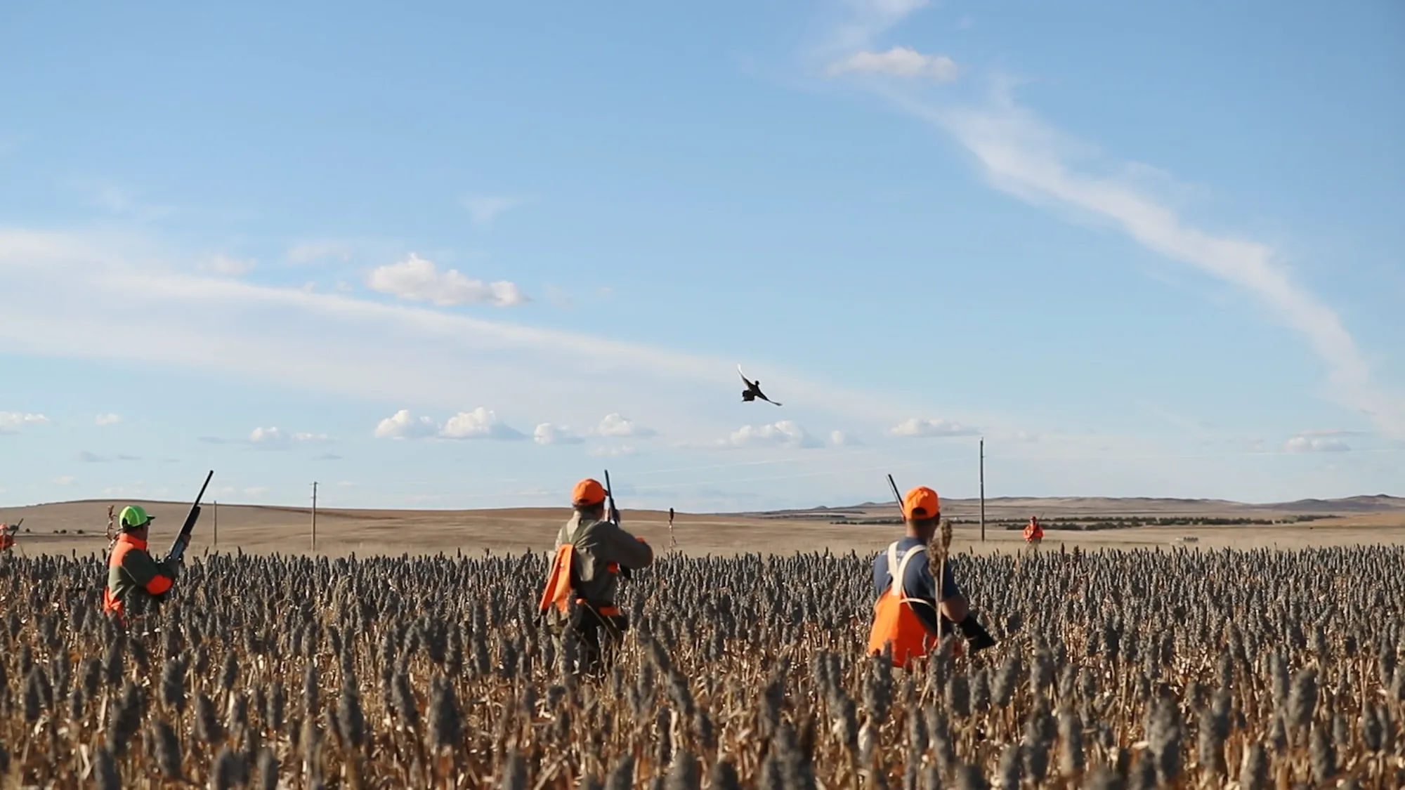 A line of wingshooters working a sorghum field together