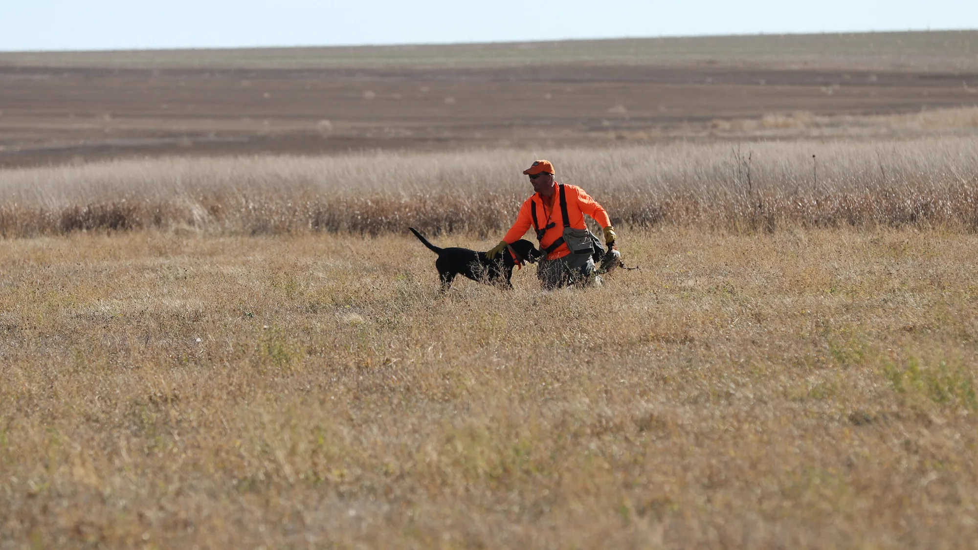 Hunter and retriever working a bird in the tall grass
