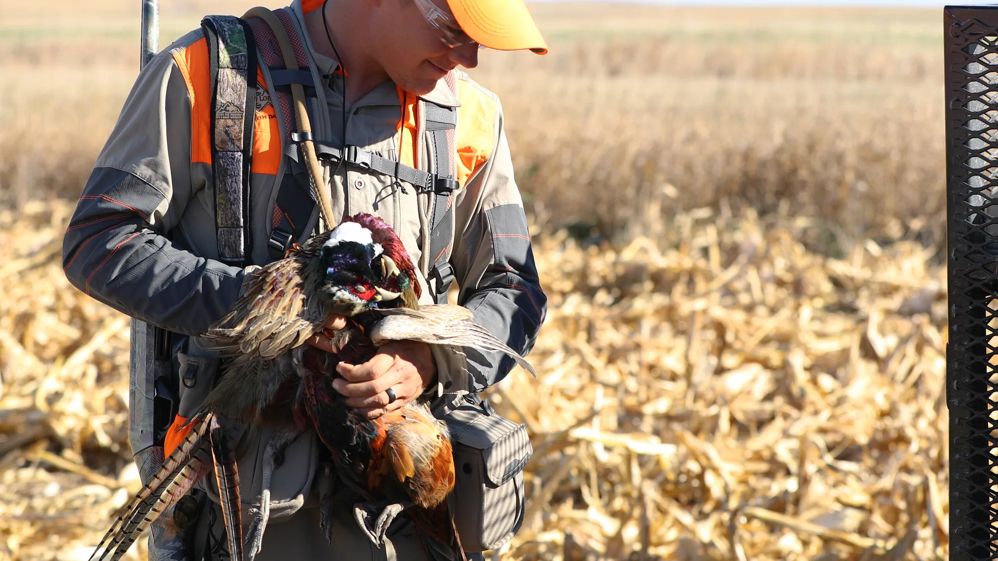 A hunter admiring a freshly harvested rooster pheasant