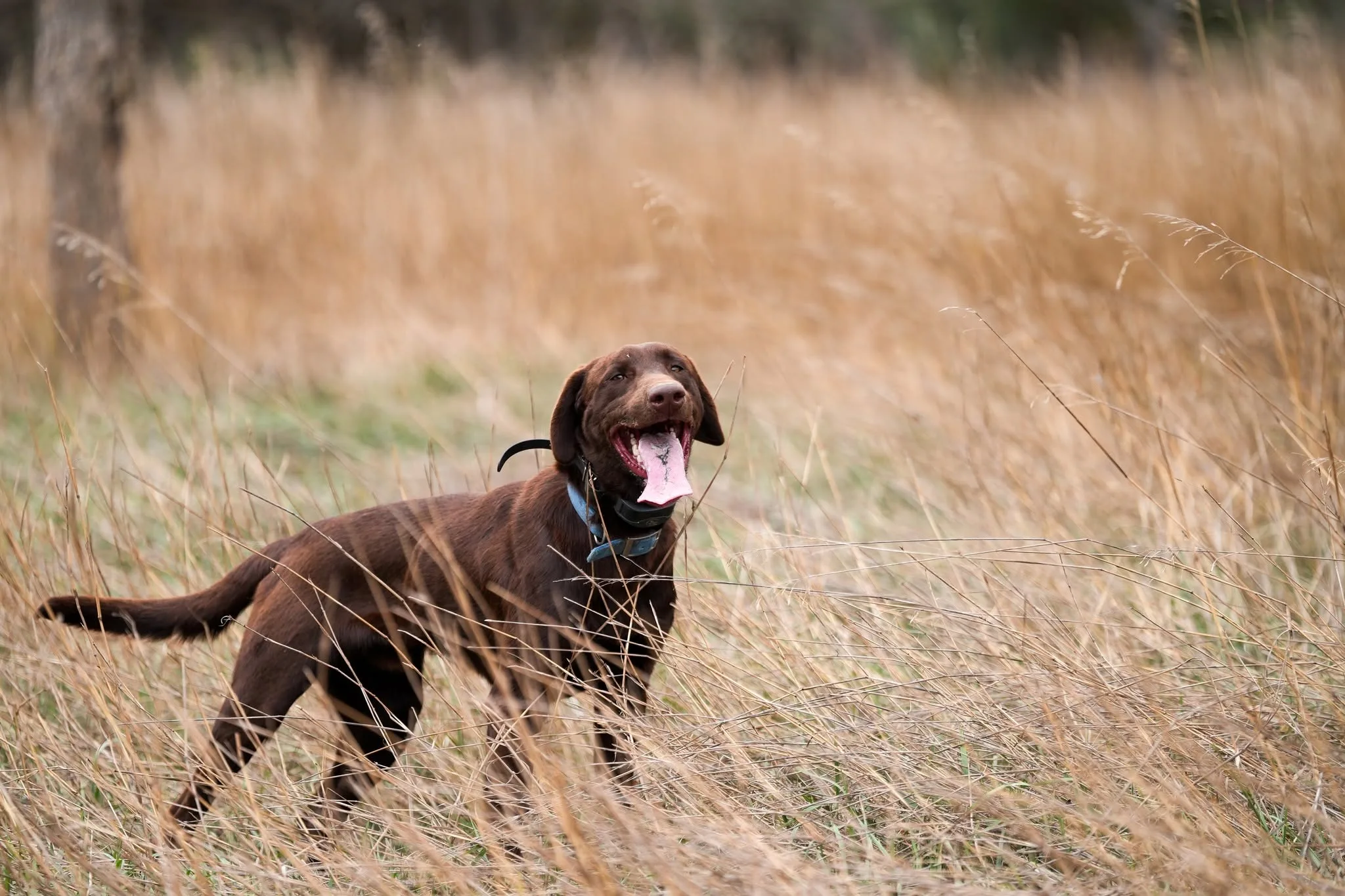 Brown hunting dog standing in prairie grass