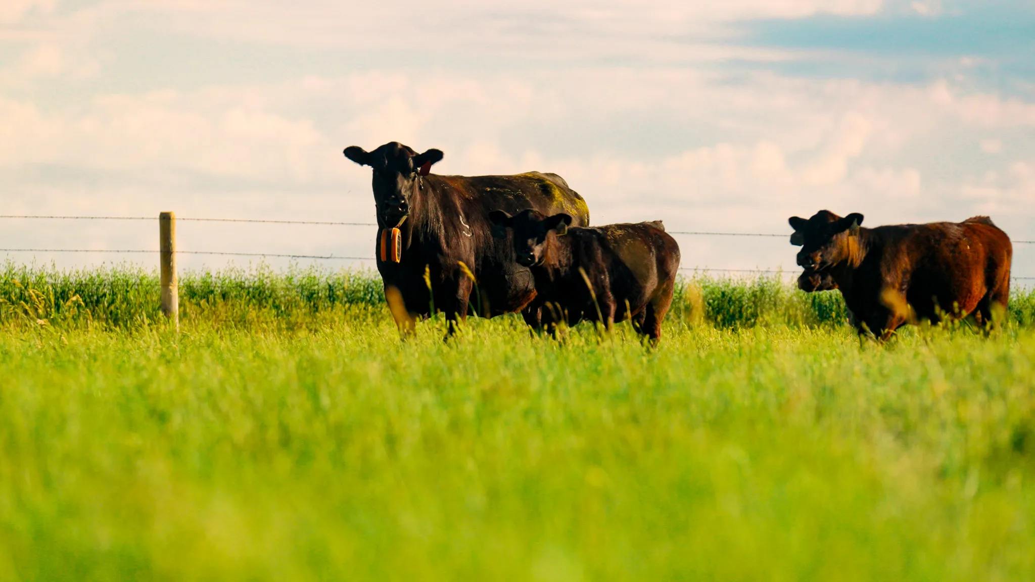 Cattle grazing in a South Dakota pasture