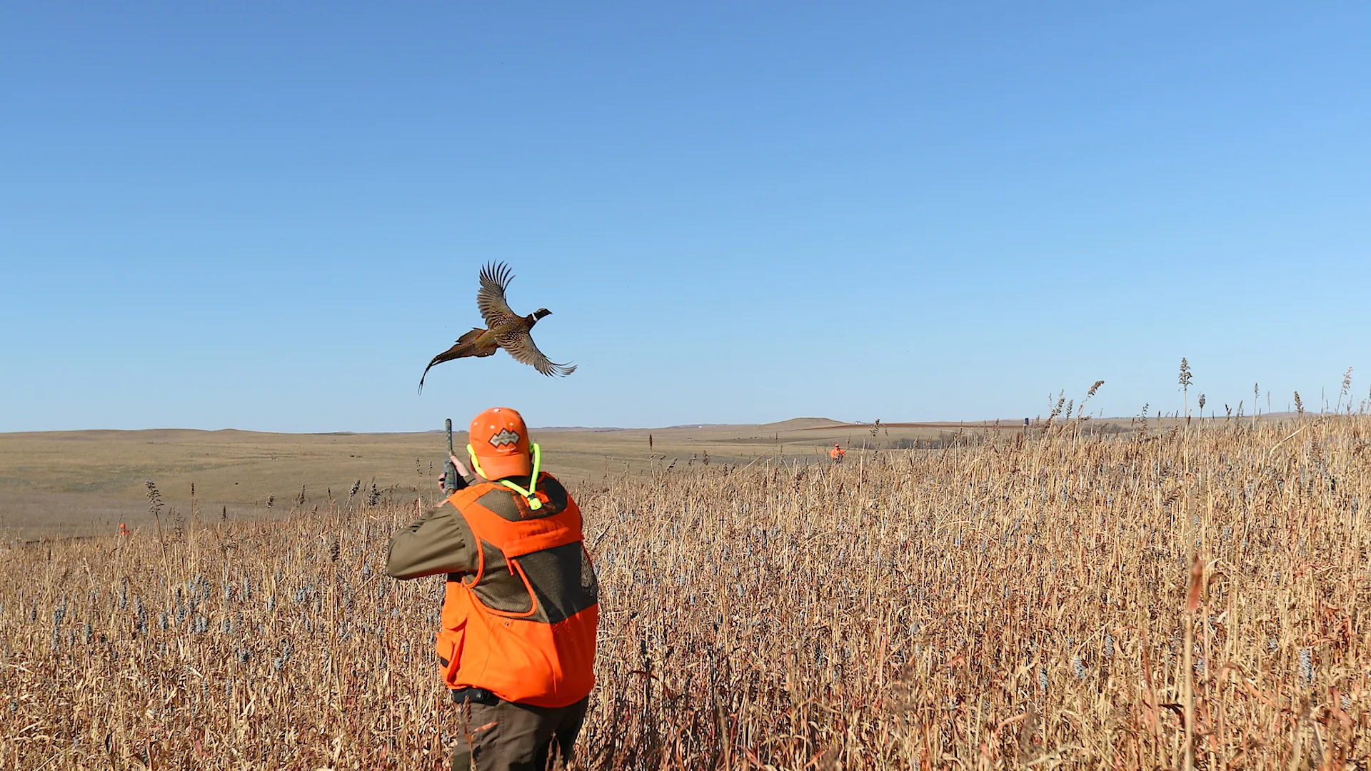 Wingshooters in tall prairie grass at Lazy J Sporting Club