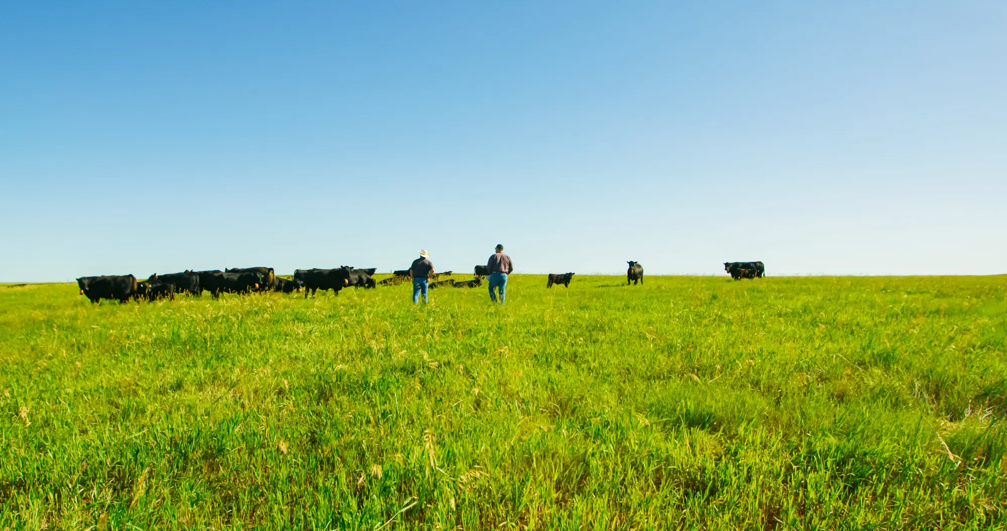 Ranchers walking among cattle on green summer prairie