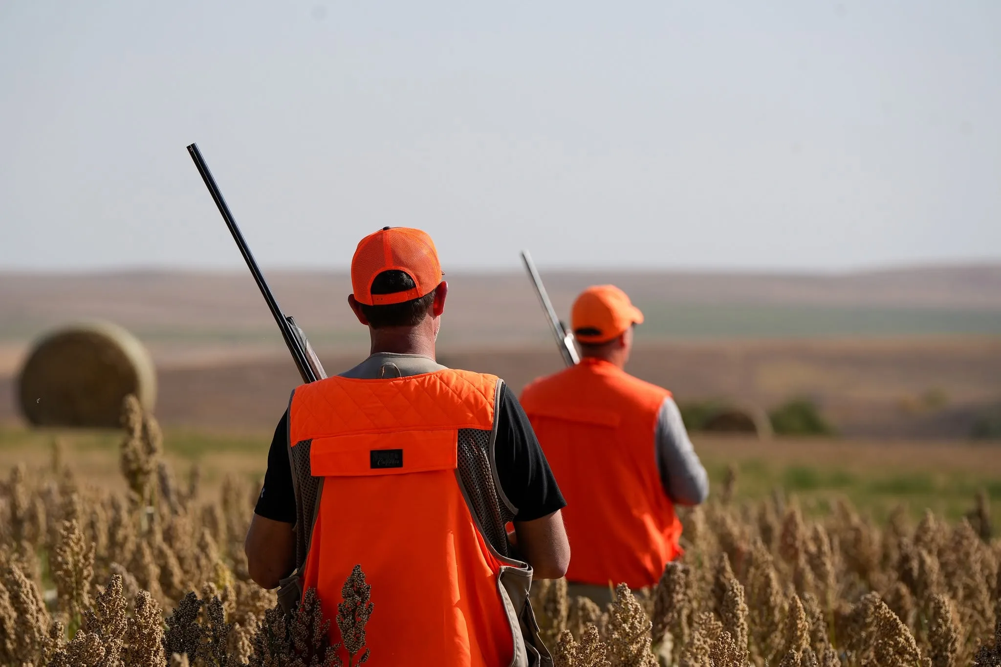 Two wingshooters in blaze-orange vests walking through a South Dakota field
