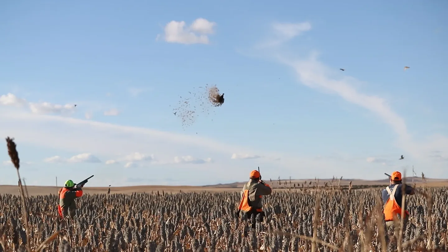 Three wingshooters in blaze orange shooting at flushed pheasants across a South Dakota grain field